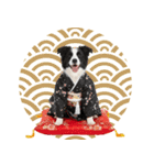 ボーダーコリー子犬のお正月スタンプ2026♡（個別スタンプ：39）