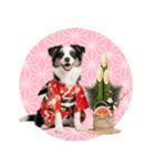 ボーダーコリー子犬のお正月スタンプ2026♡（個別スタンプ：40）