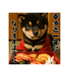 毎年使える♡黒豆柴の年末年始スタンプ（個別スタンプ：4）