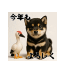 毎年使える♡黒豆柴の年末年始スタンプ（個別スタンプ：12）