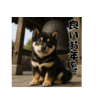 毎年使える♡黒豆柴の年末年始スタンプ（個別スタンプ：20）