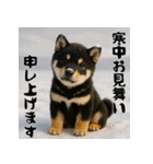 毎年使える♡黒豆柴の年末年始スタンプ（個別スタンプ：21）