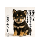 毎年使える♡黒豆柴の年末年始スタンプ（個別スタンプ：22）