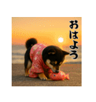 毎年使える♡黒豆柴の年末年始スタンプ（個別スタンプ：23）