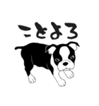 ボストンテリアのお正月2026 -02-（個別スタンプ：2）