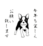 ボストンテリアのお正月2026 -02-（個別スタンプ：4）