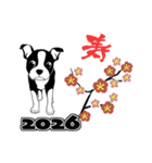 ボストンテリアのお正月2026 -02-（個別スタンプ：8）