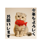 毎年使える♡スコティッシュフォールド正月（個別スタンプ：7）