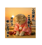 毎年使える♡スコティッシュフォールド正月（個別スタンプ：11）
