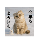 毎年使える♡スコティッシュフォールド正月（個別スタンプ：12）