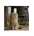 毎年使える♡スコティッシュフォールド正月（個別スタンプ：20）