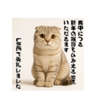 毎年使える♡スコティッシュフォールド正月（個別スタンプ：22）