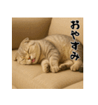 毎年使える♡スコティッシュフォールド正月（個別スタンプ：24）