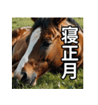 お正月に送れる馬のスタンプ（個別スタンプ：22）