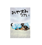 動くチワワ♡あけおめ年賀状（個別スタンプ：18）