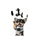 動くチワワ♡あけおめ年賀状（個別スタンプ：19）