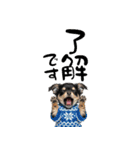 動くチワワ♡あけおめ年賀状（個別スタンプ：20）