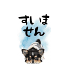 動くチワワ♡あけおめ年賀状（個別スタンプ：21）