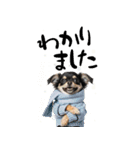 動くチワワ♡あけおめ年賀状（個別スタンプ：23）