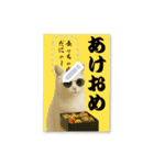 書き込める年賀状♥サングラス猫（個別スタンプ：4）