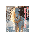 午年✨輝く✨華やかな年賀状・新年ご挨拶（個別スタンプ：7）