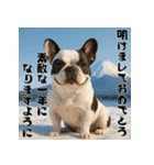 毎年使える♡フレンチブルドッグの年末年始（個別スタンプ：4）