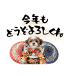 笑顔で迎える2026♡お正月シーズー年賀（個別スタンプ：9）