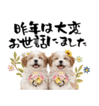 笑顔で迎える2026♡お正月シーズー年賀（個別スタンプ：12）