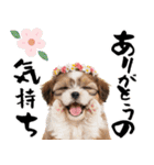 笑顔で迎える2026♡お正月シーズー年賀（個別スタンプ：13）