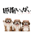 笑顔で迎える2026♡お正月シーズー年賀（個別スタンプ：14）