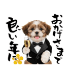 笑顔で迎える2026♡お正月シーズー年賀（個別スタンプ：15）