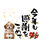 笑顔で迎える2026♡お正月シーズー年賀（個別スタンプ：16）