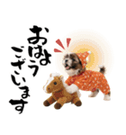 笑顔で迎える2026♡お正月シーズー年賀（個別スタンプ：29）
