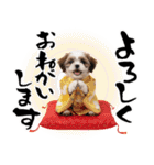 笑顔で迎える2026♡お正月シーズー年賀（個別スタンプ：30）