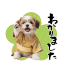 笑顔で迎える2026♡お正月シーズー年賀（個別スタンプ：32）