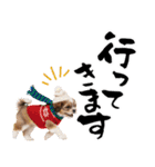 笑顔で迎える2026♡お正月シーズー年賀（個別スタンプ：35）