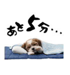 笑顔で迎える2026♡お正月シーズー年賀（個別スタンプ：36）