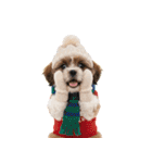 笑顔で迎える2026♡お正月シーズー年賀（個別スタンプ：37）