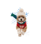 笑顔で迎える2026♡お正月シーズー年賀（個別スタンプ：38）