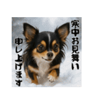 毎年使える♡ロングコートチワワの年末年始（個別スタンプ：19）