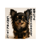 毎年使える♡ロングコートチワワの年末年始（個別スタンプ：22）