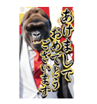 サングラスしたゴリラの正月2026【BIG】（個別スタンプ：1）