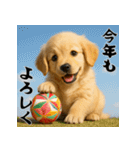 毎年使える♡ゴールデンレトリバー年末年始（個別スタンプ：12）