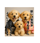 毎年使える♡ゴールデンレトリバー年末年始（個別スタンプ：17）