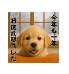 毎年使える♡ゴールデンレトリバー年末年始（個別スタンプ：19）