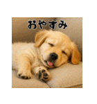 毎年使える♡ゴールデンレトリバー年末年始（個別スタンプ：24）