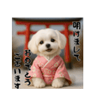 毎年使える♡マルチーズの年末年始スタンプ（個別スタンプ：1）