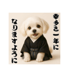 毎年使える♡マルチーズの年末年始スタンプ（個別スタンプ：4）