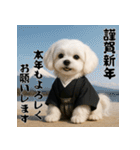 毎年使える♡マルチーズの年末年始スタンプ（個別スタンプ：6）