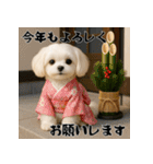毎年使える♡マルチーズの年末年始スタンプ（個別スタンプ：7）